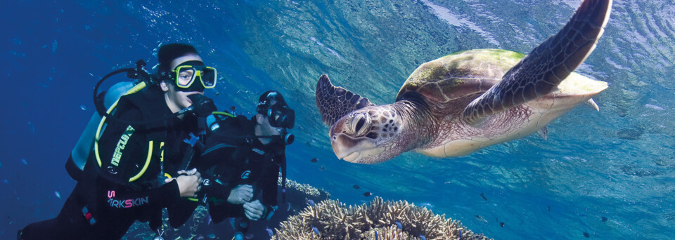 Pro Dive Taucher und Schildkröte am Great Barrier Reef