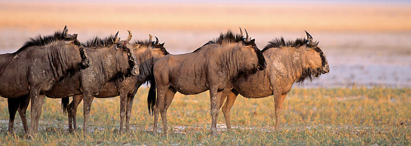 Etosha Nationalpark