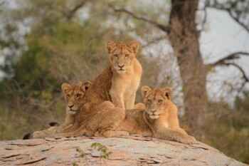 Krüger Nationalpark