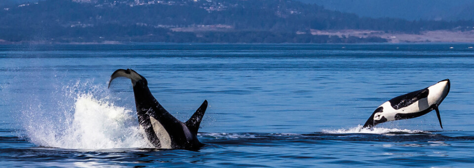 Orcas