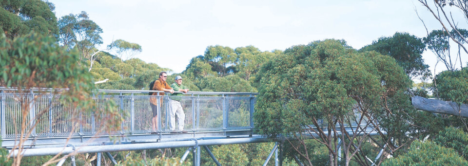 Touristen auf Brücke im Valley of the Giants