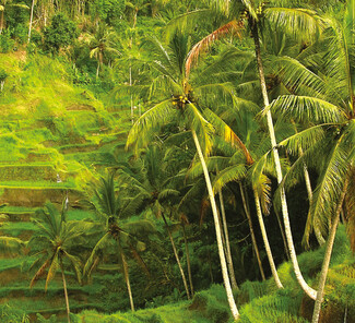 Bali-Reisfeld.jpg Bali-Reisfeld.jpg