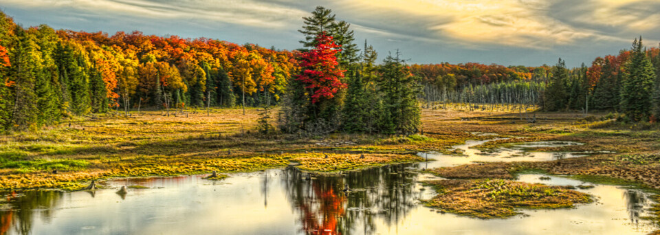 Herbst im Algonquin Park