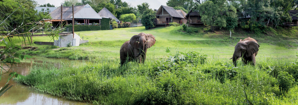 Elefanten am Hippo Hollow Country Estate