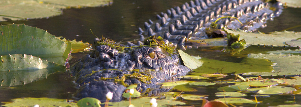 Alligator im Wasser Northern Territory