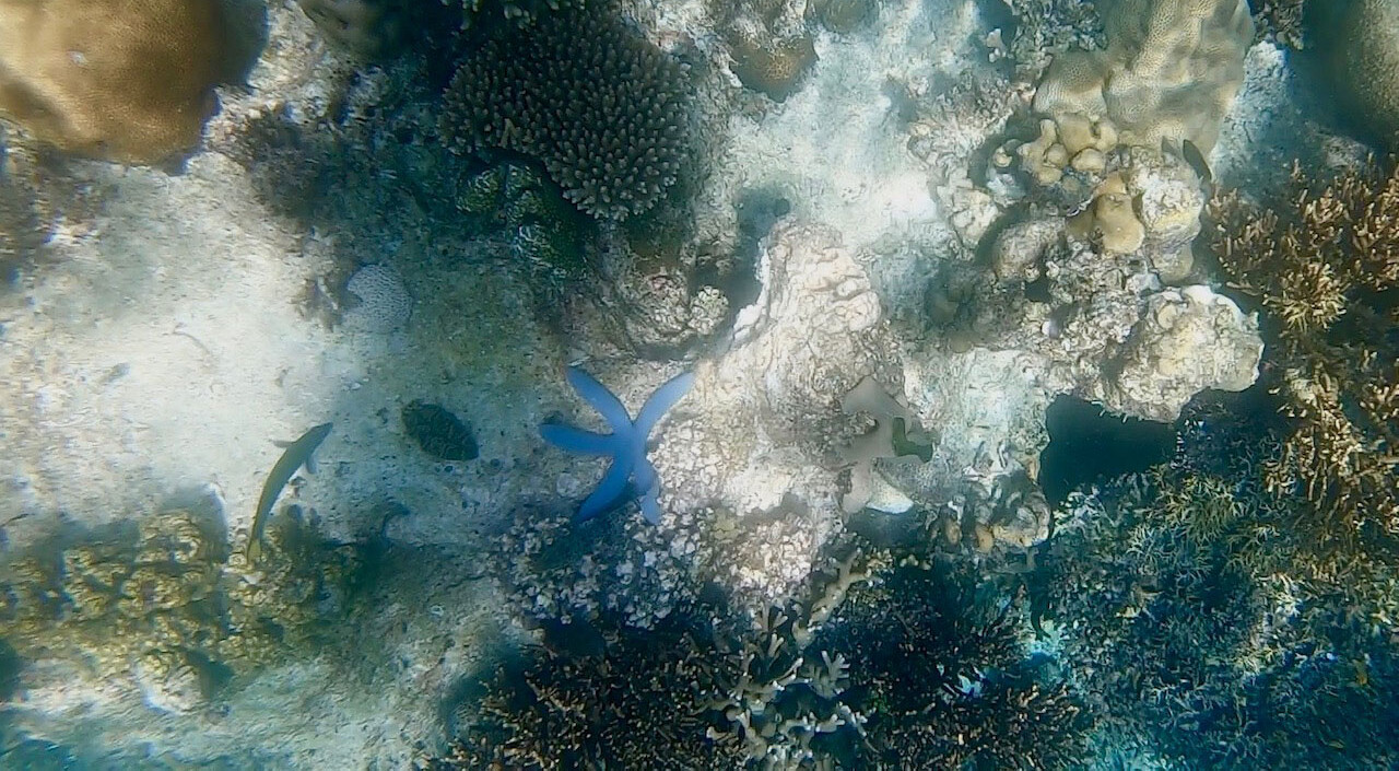 Blauer Seestern in Coron