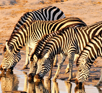 Hwange Nationalpark, Simbabwe - Zebras am Wasserloch Hwange Nationalpark, Simbabwe - Zebras am Wasserloch