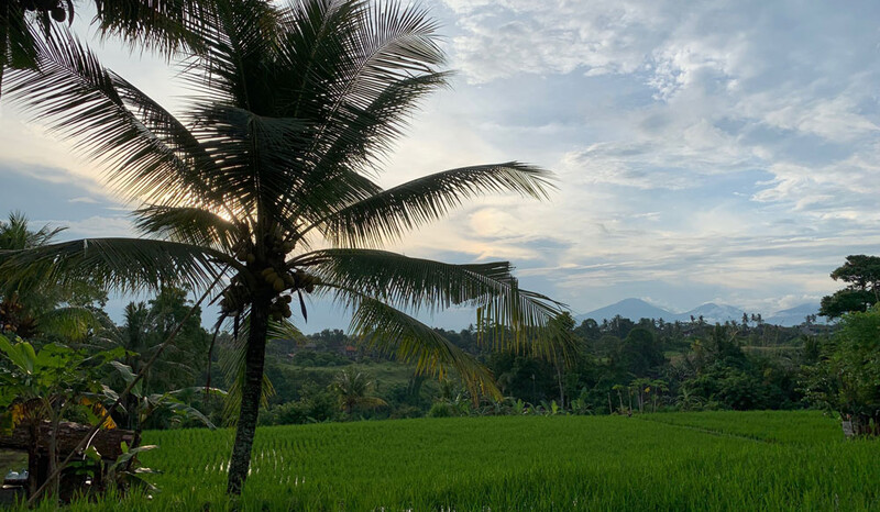 Reisebericht Bali Campuhan Ridge Wandergebiet bei Ubud