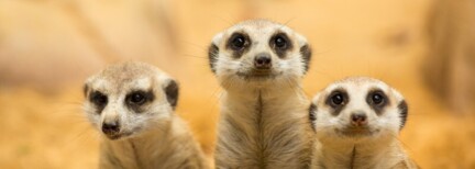 Südafrikas Vielfalt - Küste, Wein und Kapstadt