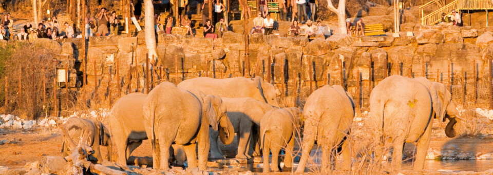 Restcamp Halali Etosha Nationalpark - Elefanten am Wasserloch