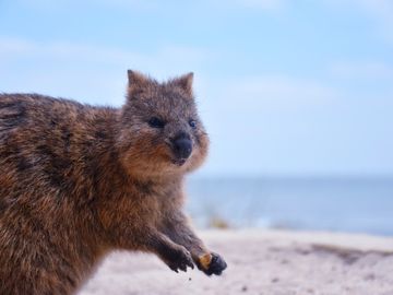 Quokkas im Australien-Urlaub