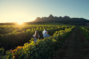 Weinreben in Südafrika