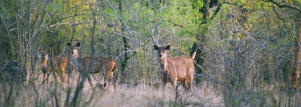 Bandhavgarh Nationalpark Rehe