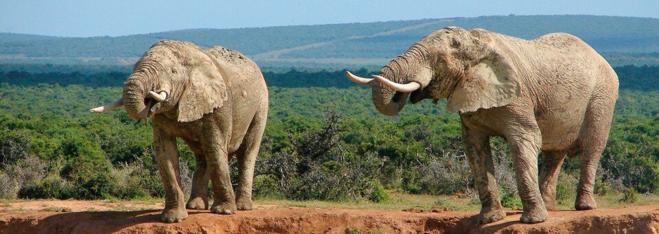 Elefanten im Addo Elephant Park