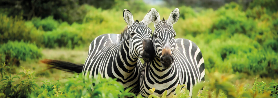 Zebras