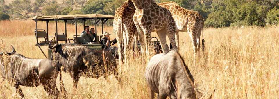 Südafrika Safari