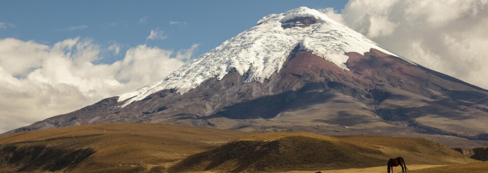 Pferde im Cotopaxi Nationalpark in den Anden