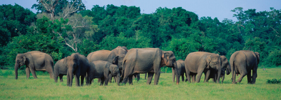 Elefanten in Sri Lanka