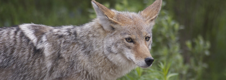 Alaska Reisebericht: Coyote am Klondike Highway