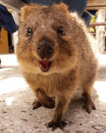 Reisebericht Australien: Neugieriges Beuteltier Quokka