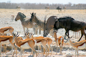 Etosha Nationalpark