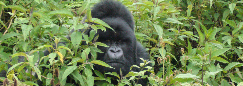 Gorilla Trekking: Silberrücken im Bwindi Impenetrable National Park