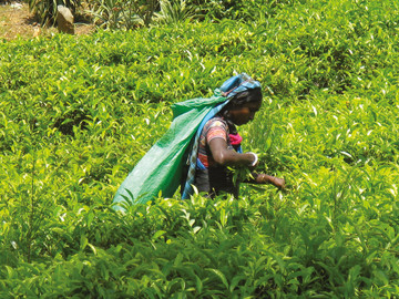 Sri Lanka Reisebericht: Teeernte auf Sri Lanka