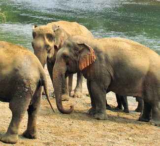 Elefanten in Khao Yai Nationalpark Elefanten in Khao Yai Nationalpark