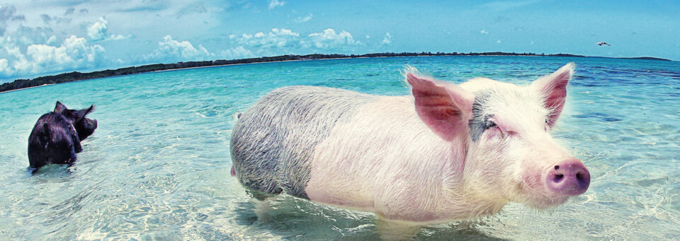 Schwimmende Schweine