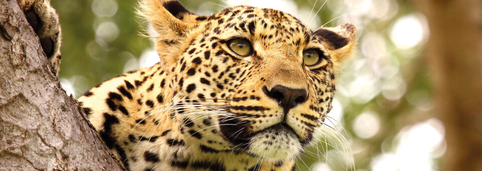 Leopard im Krüger Nationalpark