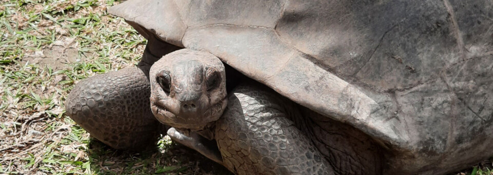 Schildkröte Seychellen