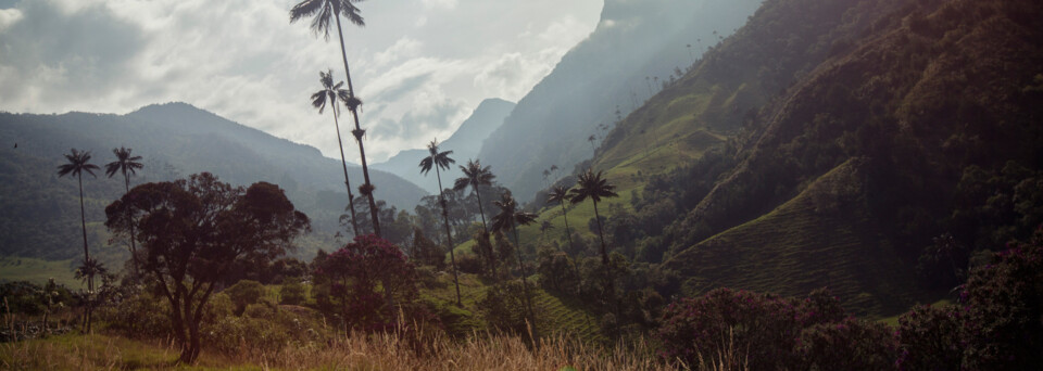 Cocora-Valley Armenia Kolumbien