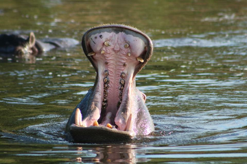 Flusspferd im Chobe Nationalpark - Botswana Reisebericht