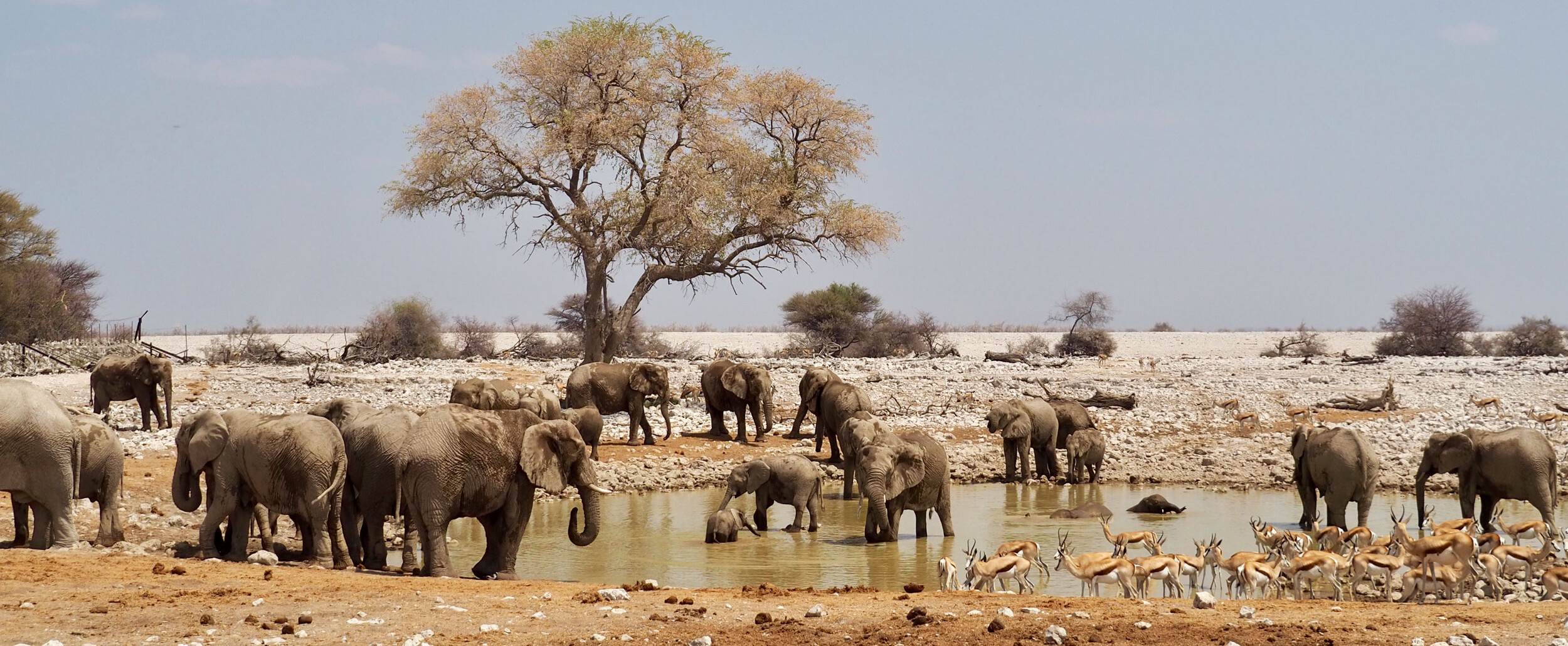 Reisebericht Namibia - Safari im Etosha Nationalpark