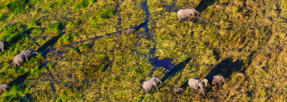Blick auf Elefanten im Okavango Delta