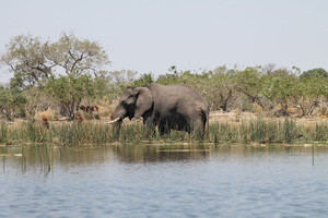 Elefant im Okavango Delta