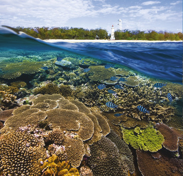Reisebericht Australien: Korallenriff vor der Insel Lady Elliot