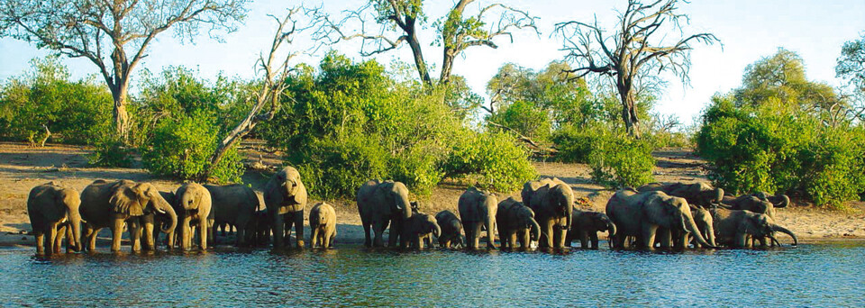 Elefanten Chobe Nationalpark