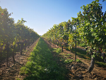 Peller Estate Weingut Weinreben - Ostkanada Reisebericht