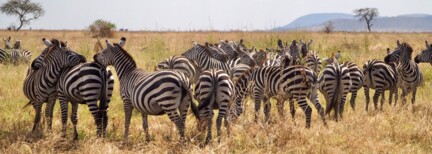 Tansanias Nationalparks entdecken (Zubucher-Tour)
