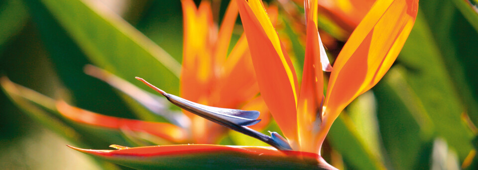 Papageienblume La Réunion