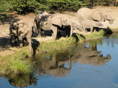 Südafrika Reisebericht: Elefanten am Wasserloch im Mashatu Game Reserve