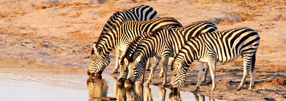 Hwange Nationalpark Zebras