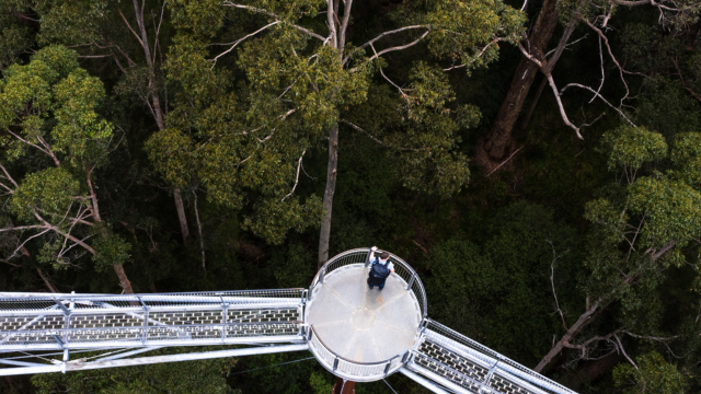 Valley of the Giants, Tree Top Walk