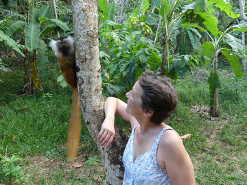 Madagaskar Reisebericht: Lemur im Lokobe Naturreservat