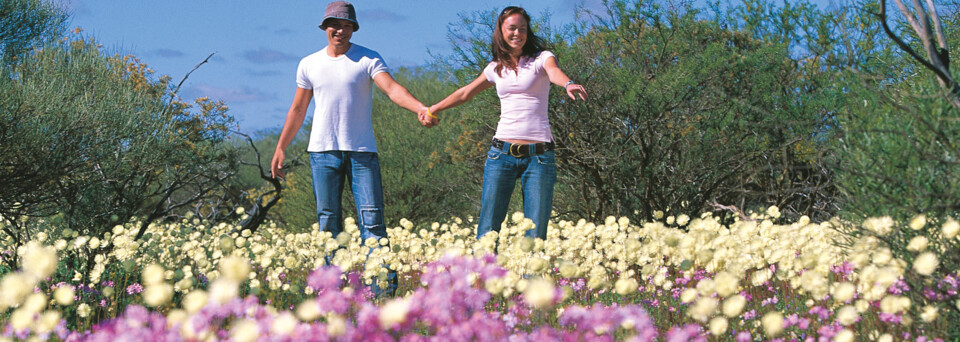 Wildblumenpark in Geraldton Western Australia