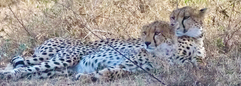 Leoparden im Serengeti Park