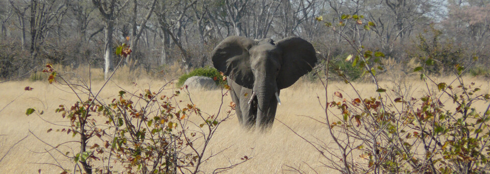 Reisebericht Botswana: Elefant im Moremi Game Reserve