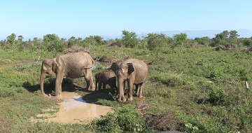 Udawalawe Nationalpark Elefanten