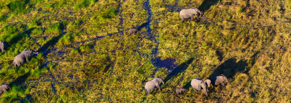 Luftaufname von Elefanten im Okavango Delta